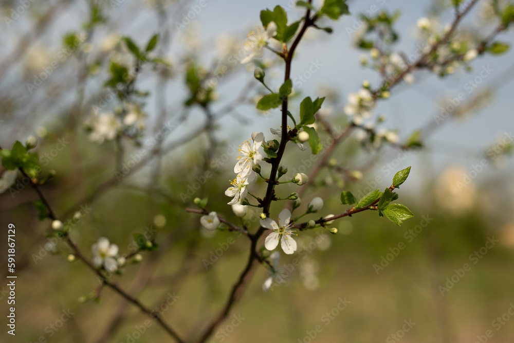Blooming apple tree close-up, background blue sky Blooming apple tree close-up, background blue sky