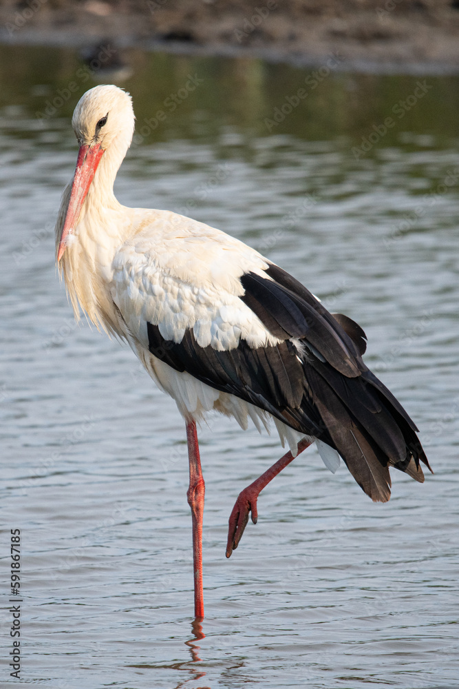 Fototapeta premium ciconia ciconia It is a common stork that lives in the Mediterranean Aiguamolls Emporda Girona Catalonia Spain