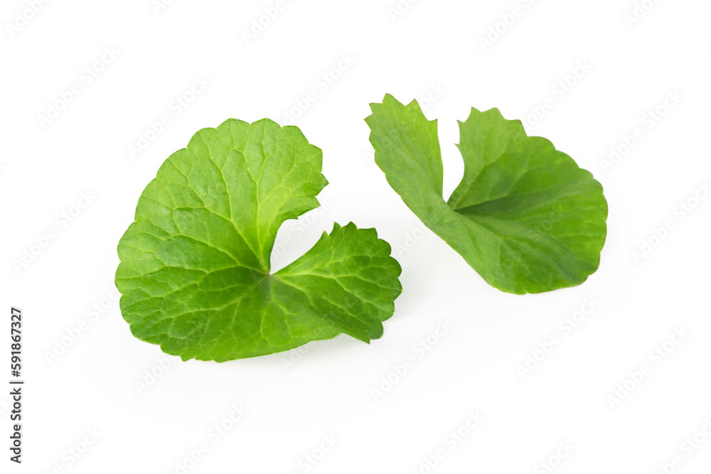 Closeup leaf of Gotu kola, Asiatic pennywort, Indian pennywort on white background, herb and medical concept, selective focus Closeup leaf of Gotu kola, Asiatic pennywort, Indian pennywort on white background, herb and medical concept, selective focus