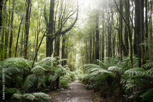 Trail through the rainforest of the Great Otway National Park in Victoria, Australia