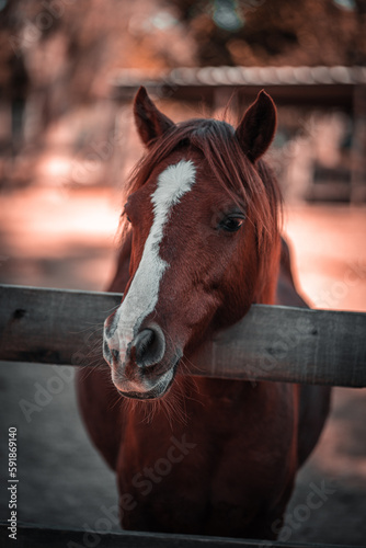 Vertical shot of a red horse in the farm on the blurry background © Andres Idda Bianchi/Wirestock Creators