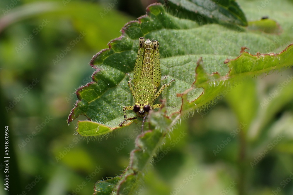 Naklejka premium Grasshopper Nymph resting on the leaves