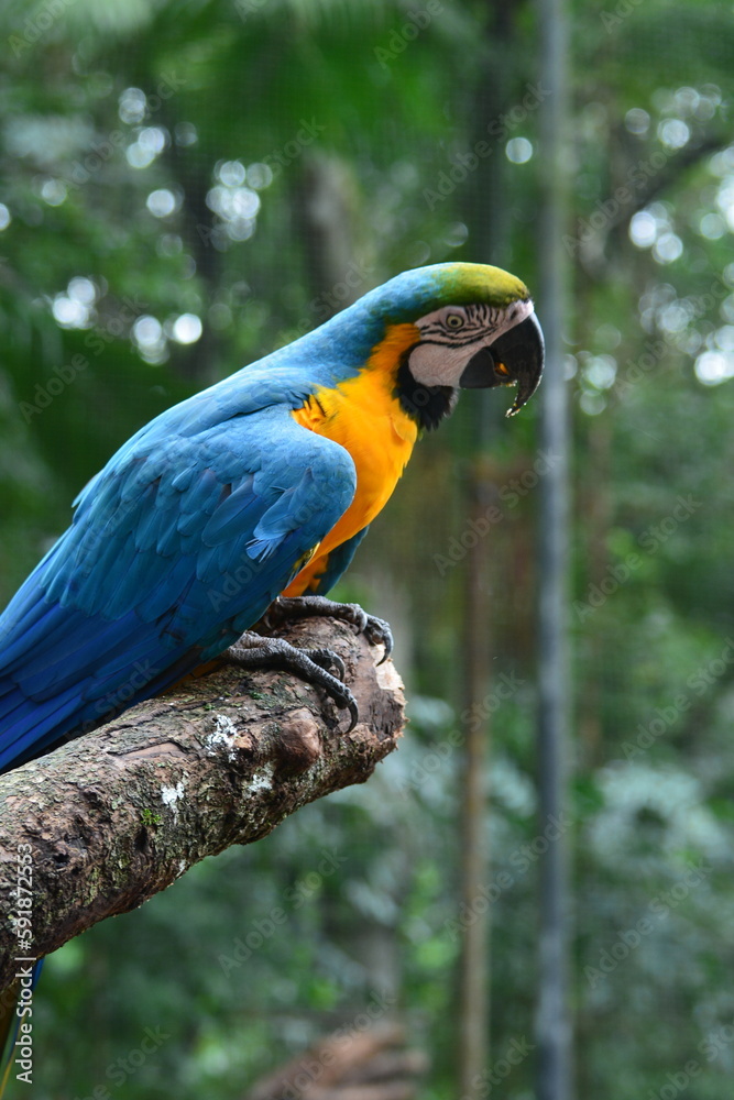 Obraz premium parque das aves