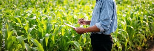 Smart farmer examining quality crop of corn vegetables and writi