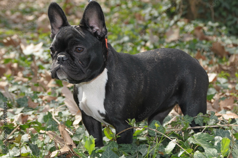 Adorable black white French bulldog in a park