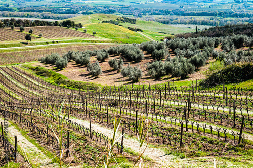 Front view, far distance of, dormient grape vines in an estate vineyard, going down hill with a grove of olive trees in distance photo