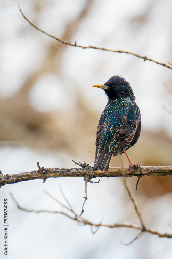 Vertical closeup of a Common Starling perched on a bare branch of a tree in Washoe Valley, Nevada