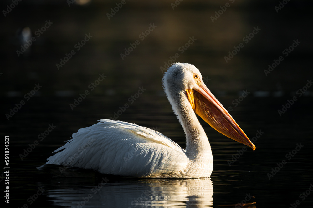 Closeup of a White Pelican swimming in a lake in Santa Rosa, California Closeup of a White Pelican swimming in a lake in Santa Rosa, California