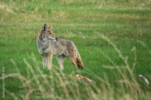 Closeup of a coyote standing in green grass, looking aside in Washoe Valley, Nevada photo