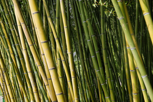 Fototapeta Naklejka Na Ścianę i Meble -  tropical bamboo jungle