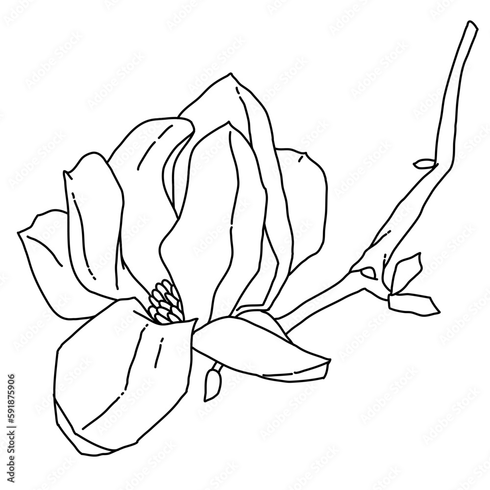 Magnolia flower blooming line art. Hand drawn realistic detailed vector illustration. Black and white clipart. Magnolia flower blooming line art. Hand drawn realistic detailed vector illustration. Black and white clipart.