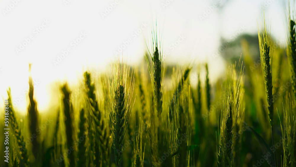 The unripe green wheat field under winter sunset sky with clouds. Focus on the foreground. Wheat raw ears with green leaves. Rural Crops concept in Rajasthan, India