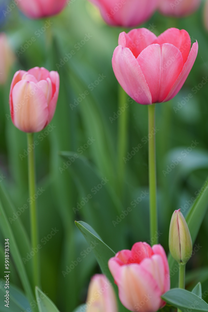 Fototapeta premium チューリップと春