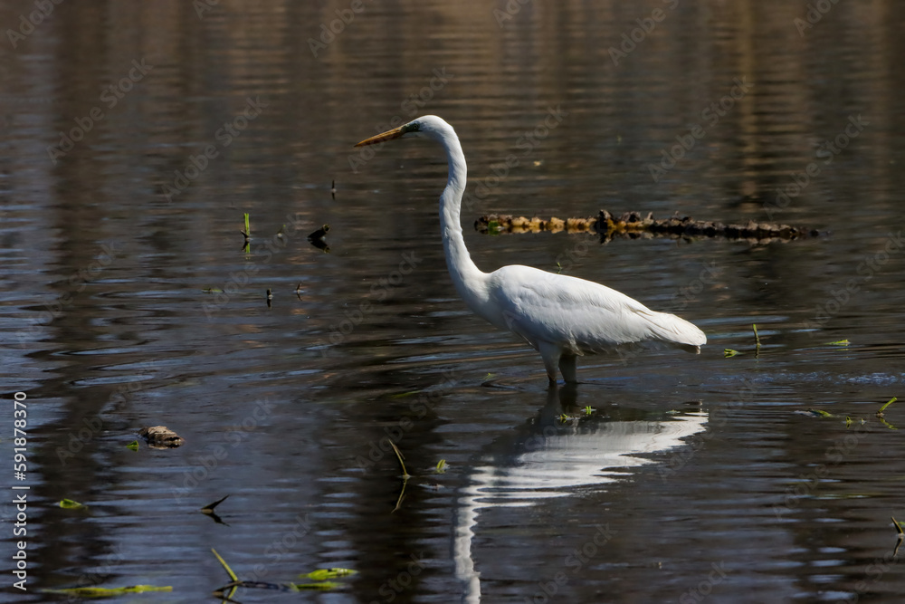 Naklejka premium Great egret (Ardea alba) in a lake near reeds
