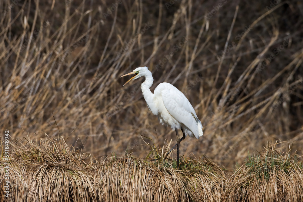 Close-up shot of a great egret standing on a dry grass