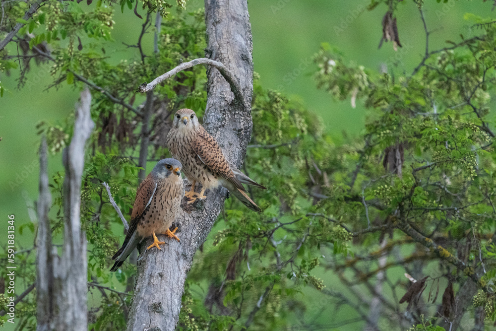 common kestrel sitting in a tree common kestrel sitting in a tree