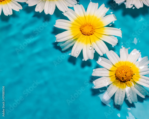 Close-up shot of daisies on water with droplets on petals against a blue background with copy space
