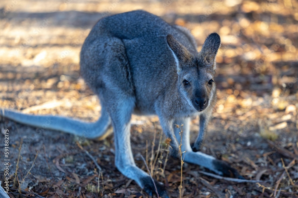 Selective focus shot of western grey kangaroo (macropus fuliginosus) Selective focus shot of western grey kangaroo (macropus fuliginosus)