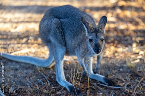 Selective focus shot of western grey kangaroo  macropus fuliginosus 