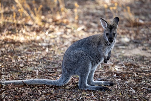 Selective focus shot of western grey kangaroo (macropus fuliginosus)