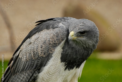 Closeup portrait of grey buzzard eagle  Chilean Blue Eagle    Geranoaetus melanoleucus looking aside