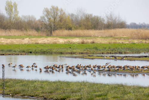 Group of Black-tailed godwit standing on green grass meadow polder, Limosa limosa (Grutto) is a large, long-legged, long-billed shorebird, It is a Godwit genus, Naturally birds in its natural habitat.