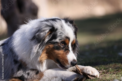 portrait of a dog with a stick 