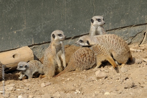 Meerkat (suricata suricatta) family scrambling about in the dirt