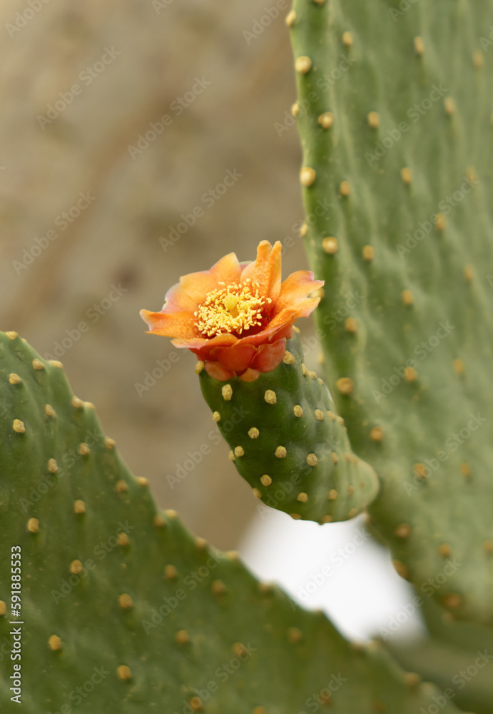 cactus with thorns and flowers