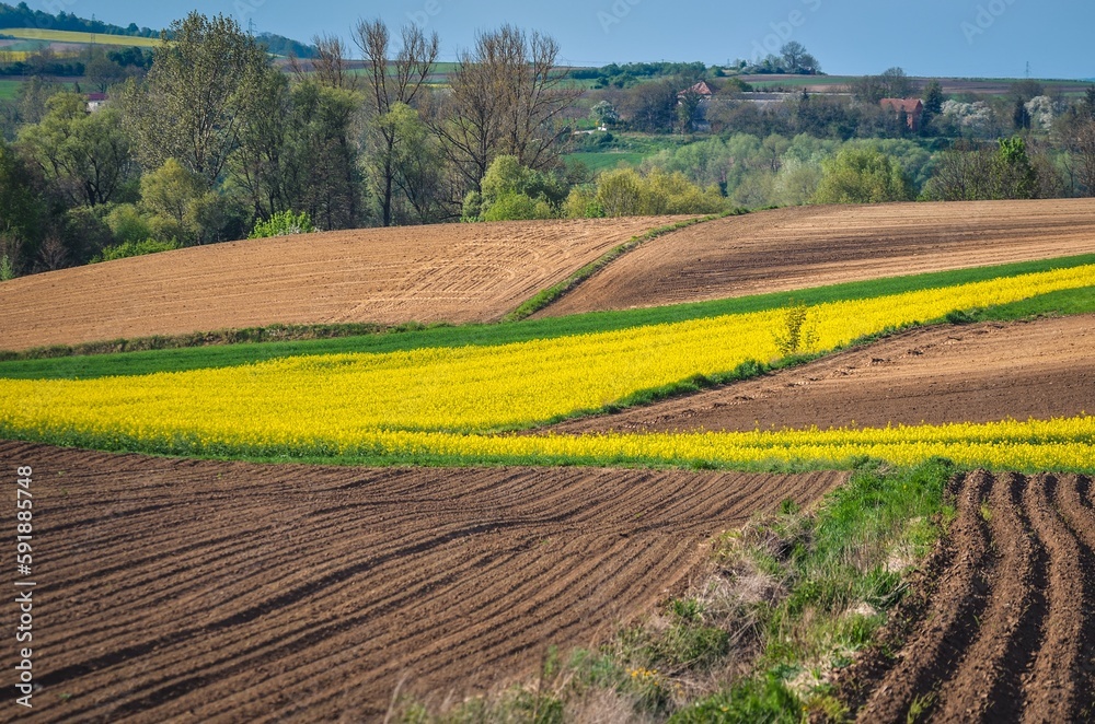 Summer, rural, colorful landscape. Yellow rapeseed field in the hills. Photo with a shallow depth of field.