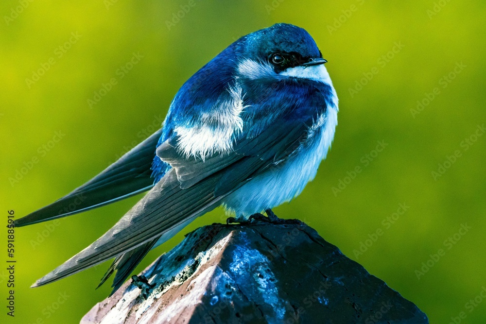 Obraz premium Tree swallow (tachycineta bicolor) perched on a rock