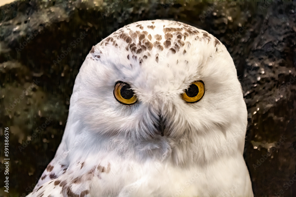 Obraz premium Closeup shot of a snowy owl head on blurred background