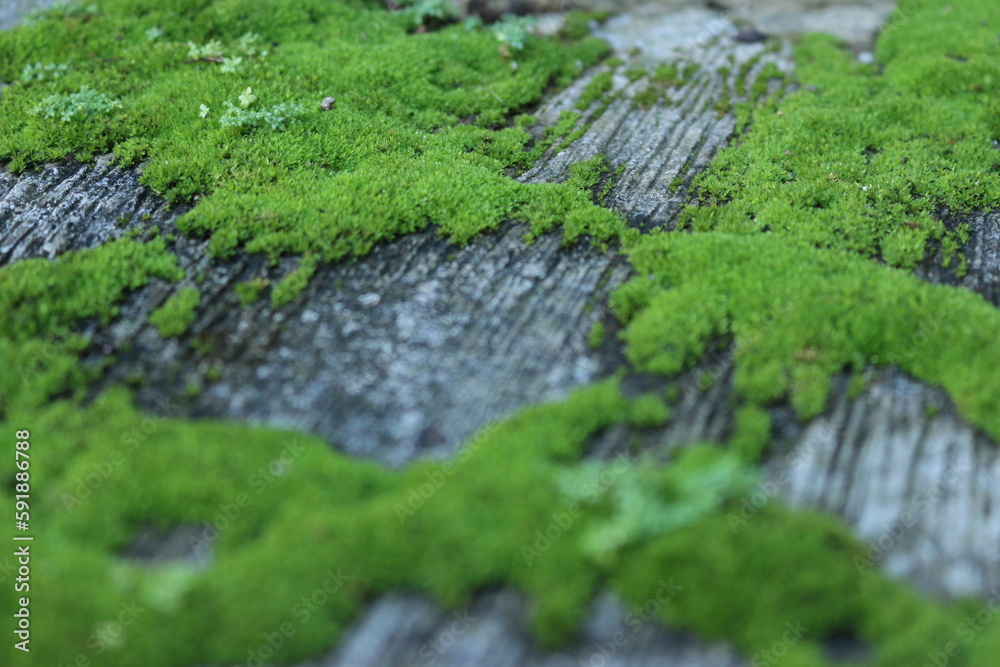 beautiful green moss forming a cluster beautiful green moss forming a cluster