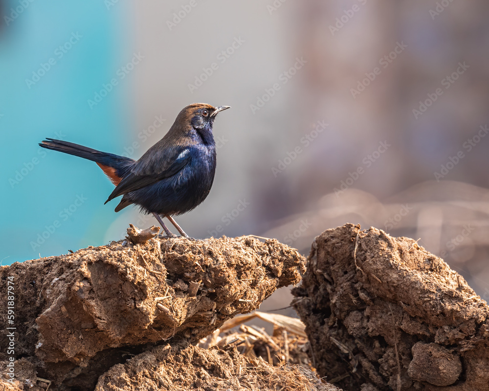Fototapeta premium Indian Robin on a rock