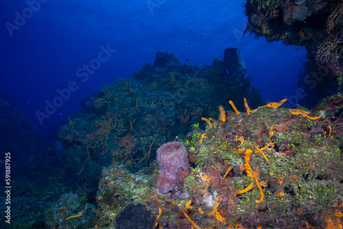 Mesoamerican Reef