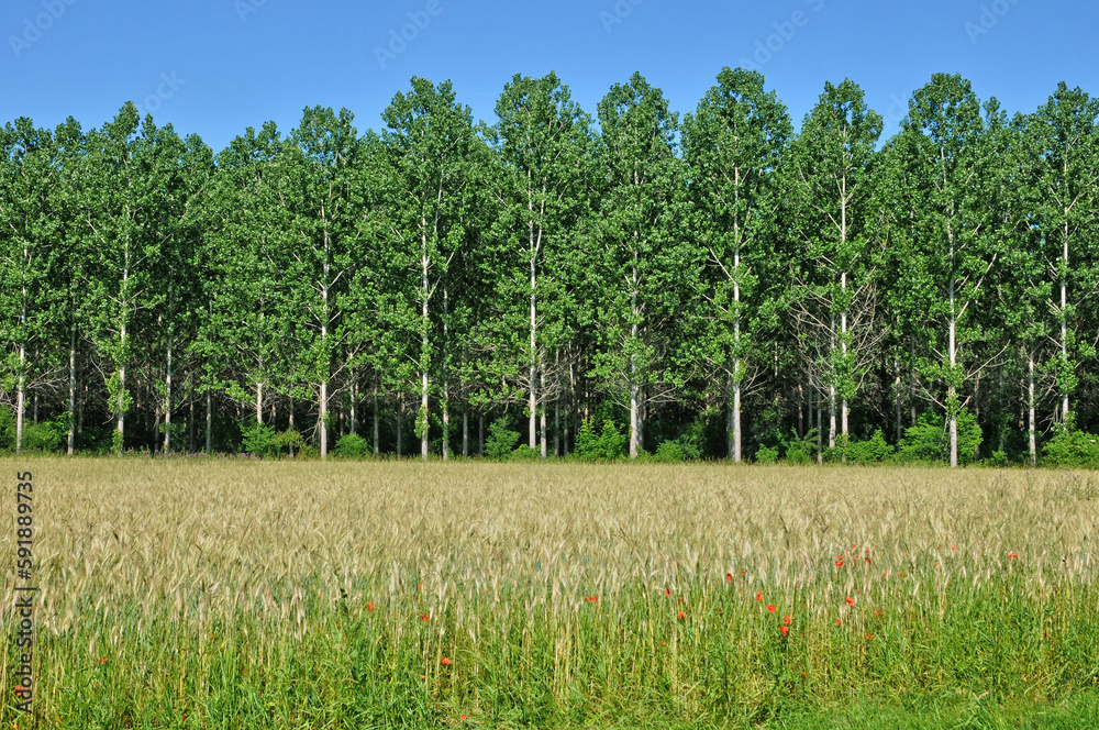 Dordogne, wheat field in Saint Vincent le Paluel