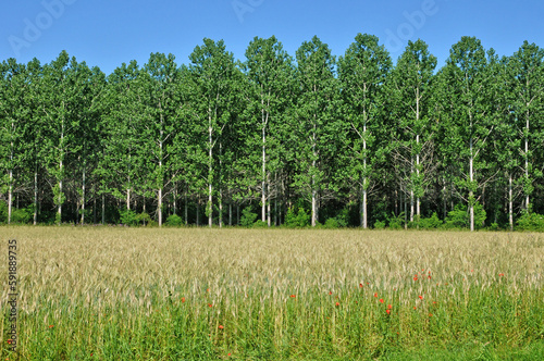 Dordogne, wheat field in Saint Vincent le Paluel