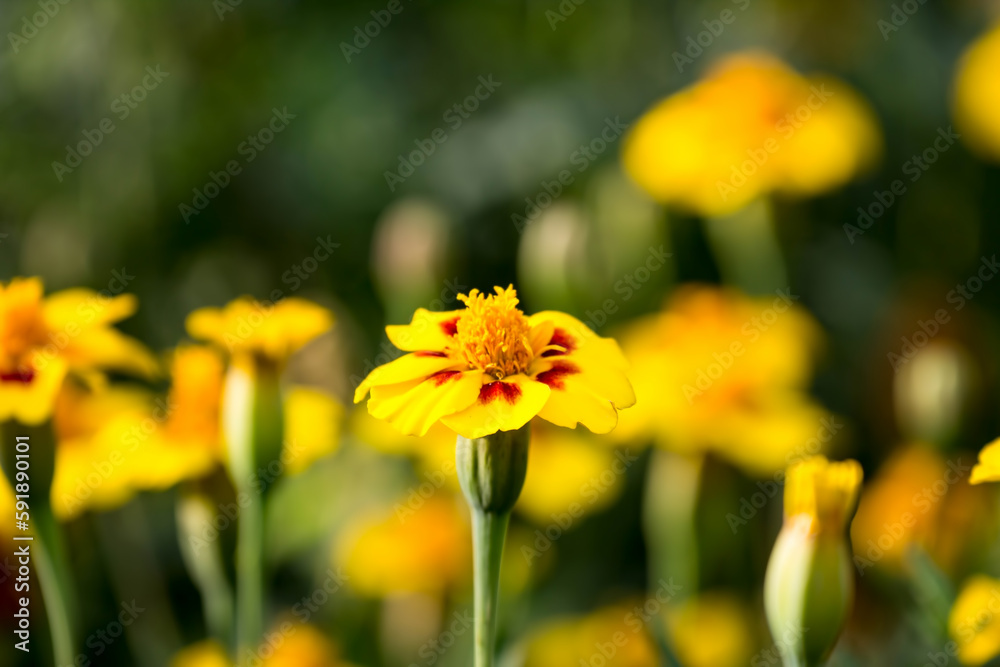 Flowers in garden. Flowers in spring. Flowers in garden. Flowers in spring.