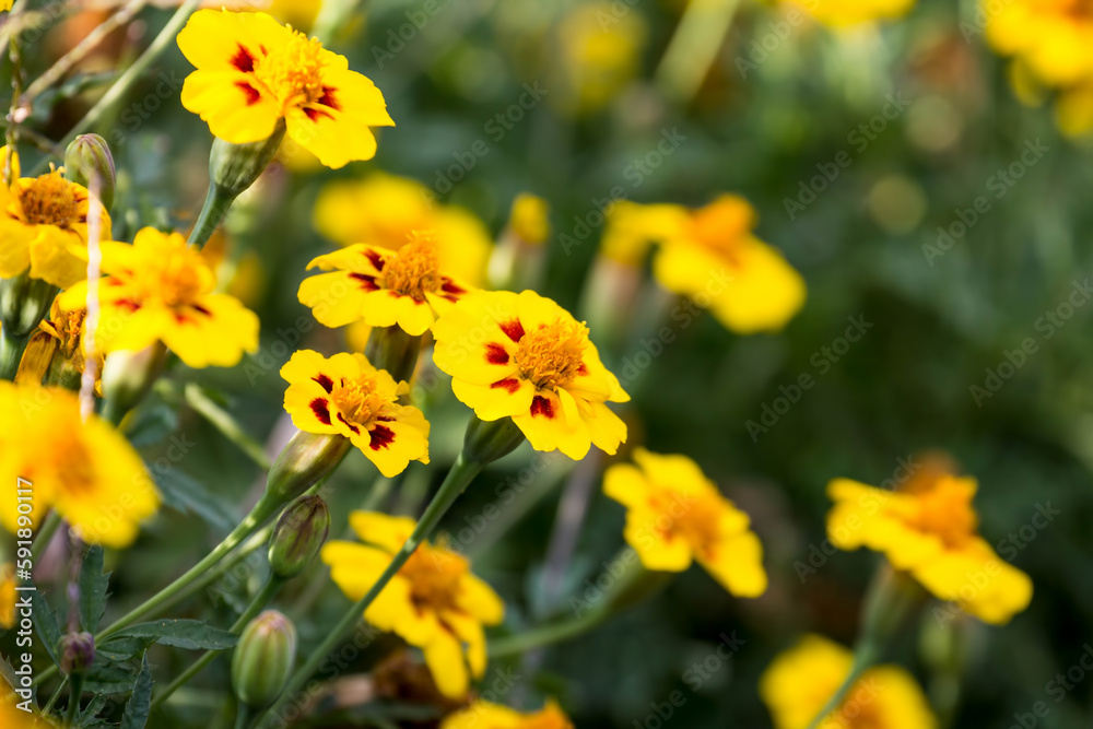 Flowers in garden. Flowers in spring.