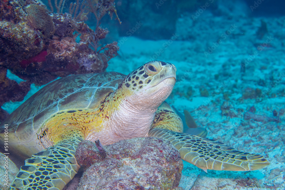 Obraz premium Green sea turtle