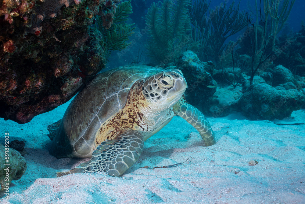 Fototapeta premium Green sea turtle