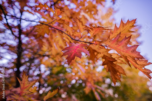 Colorful Public Park with Autumn Colors. Beautiful Autumn Nature. Maple Leaf