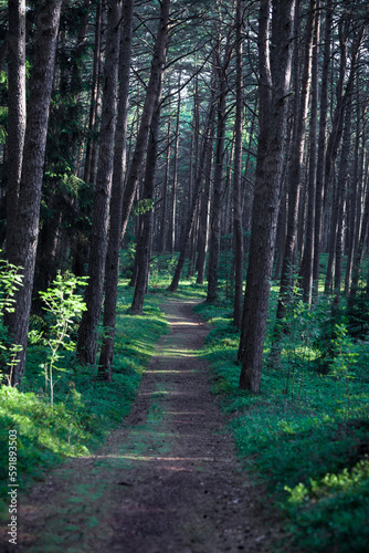 Morning Sunlight in Pinewood Forest. Trail  Forest Path in Background. Beautiful Morning Landscape View. Lithuania