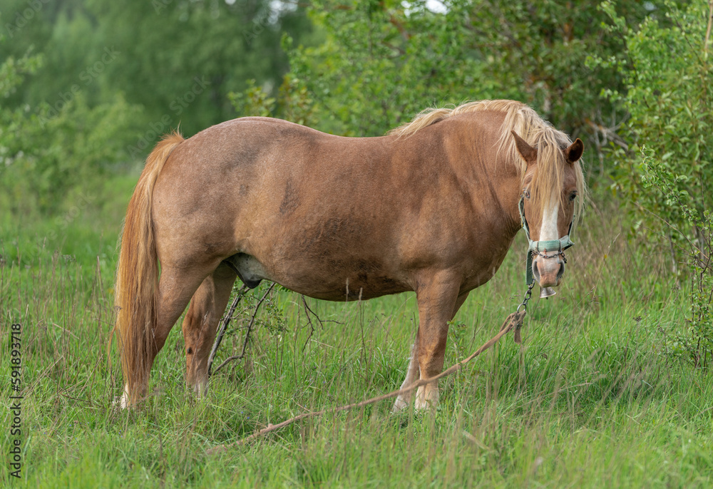 Horse with long mane is eating grass in the field. Rural area in Lithuania.