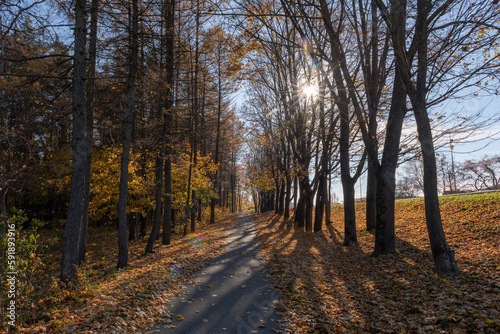 Autumn Nature and Sidewalk With Autumn Leaves. Beautiful Sunlight