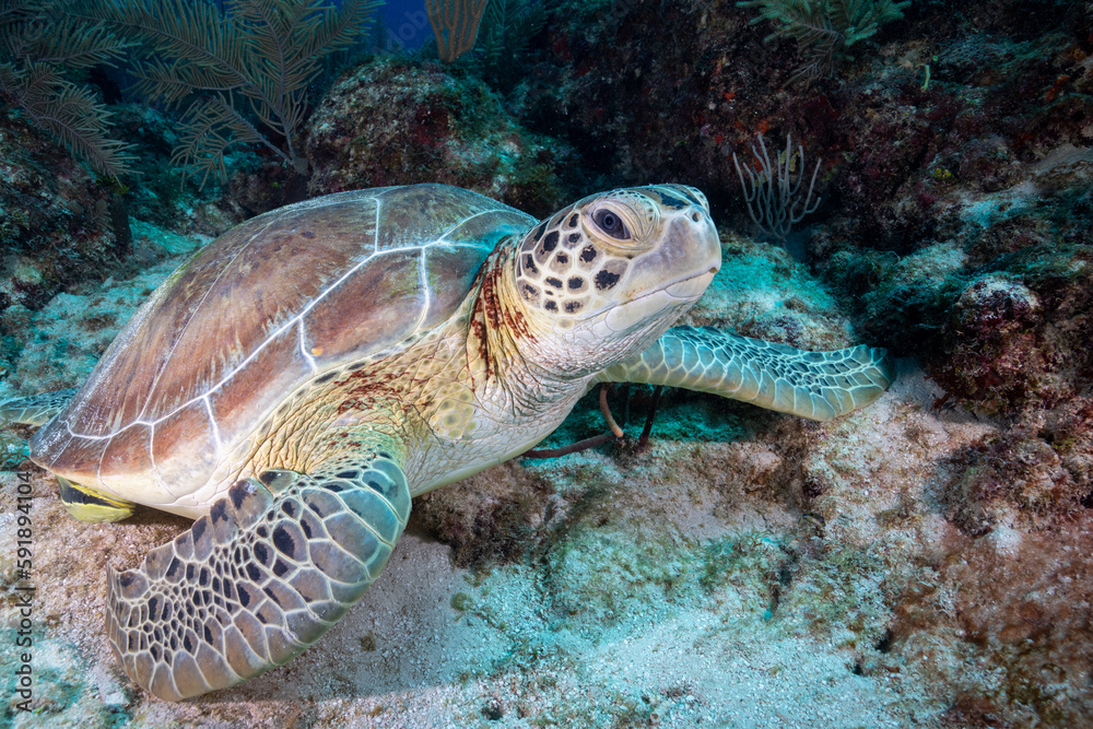 Green sea turtle