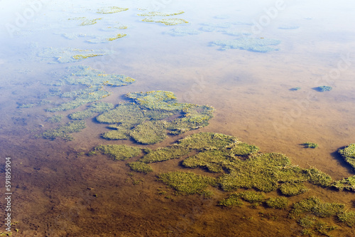 Algaes in the Chungara Lake, Lauca national park, Arica and Parinacota Region, Chile