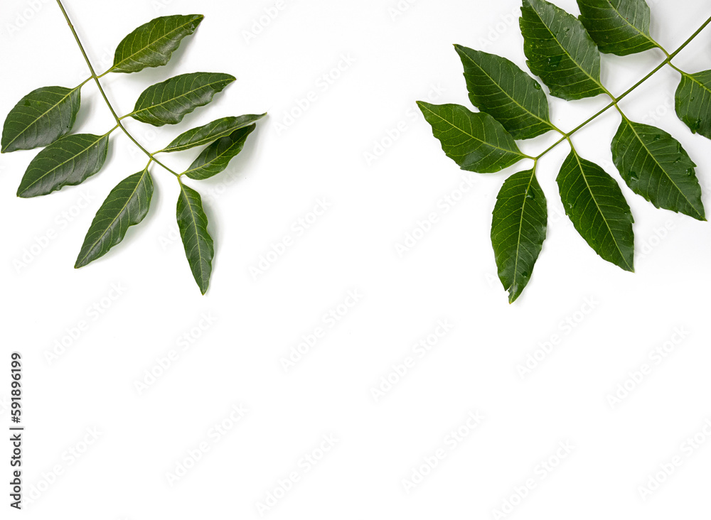Medicinal neem leaf isolated on white background.