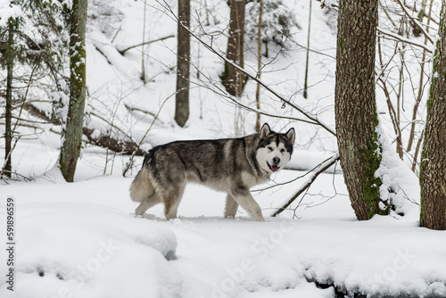 Young Alaskan Malamute Dog Walking in Snowy Forest.