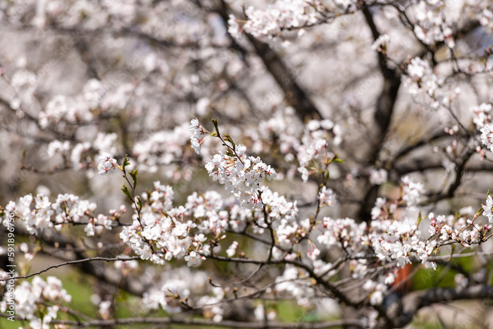 Blooming Sakura Tree Garden in Spring. Blurry Background. Blooming Sakura Tree Garden in Spring. Blurry Background.